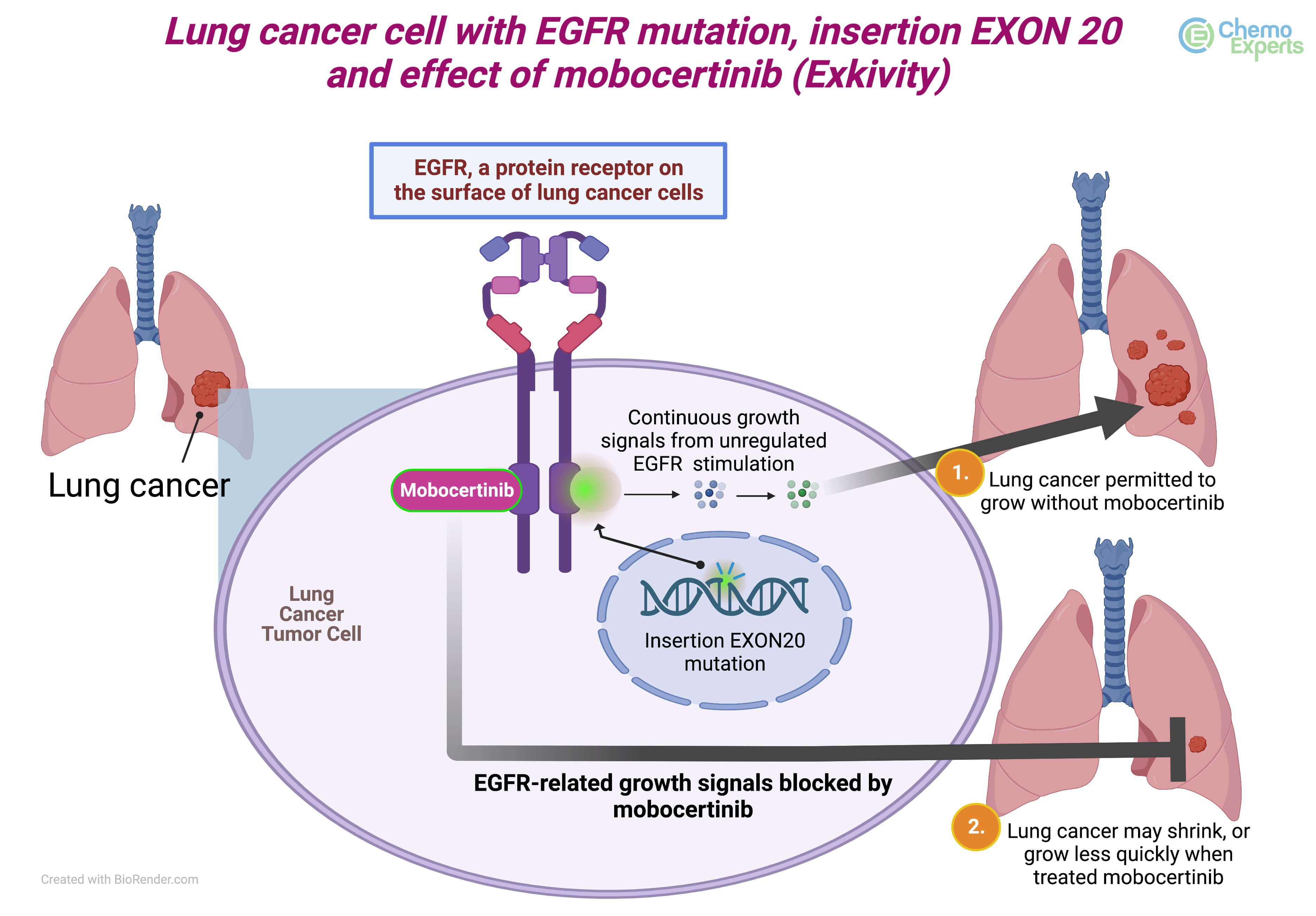 Mobocertinib-Exkivity-mechanism-of-action-how-does-mobocertinib-work.jpg